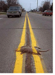 the manifesto's trademark armadillo picture